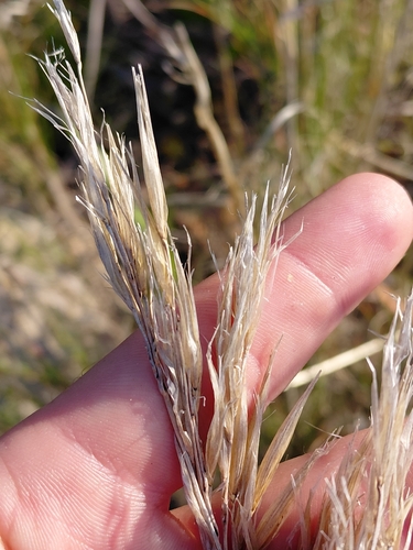 Pseudopentameris macrantha, photograph 3