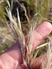 Pseudopentameris macrantha, photograph (c) Brian du Preez, some rights reserved (CC BY-SA)