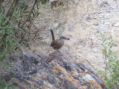 Ochetorhynchus phoenicurus