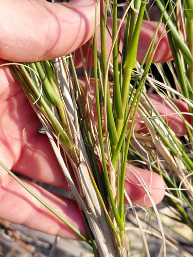 Pseudopentameris macrantha, photograph 4
