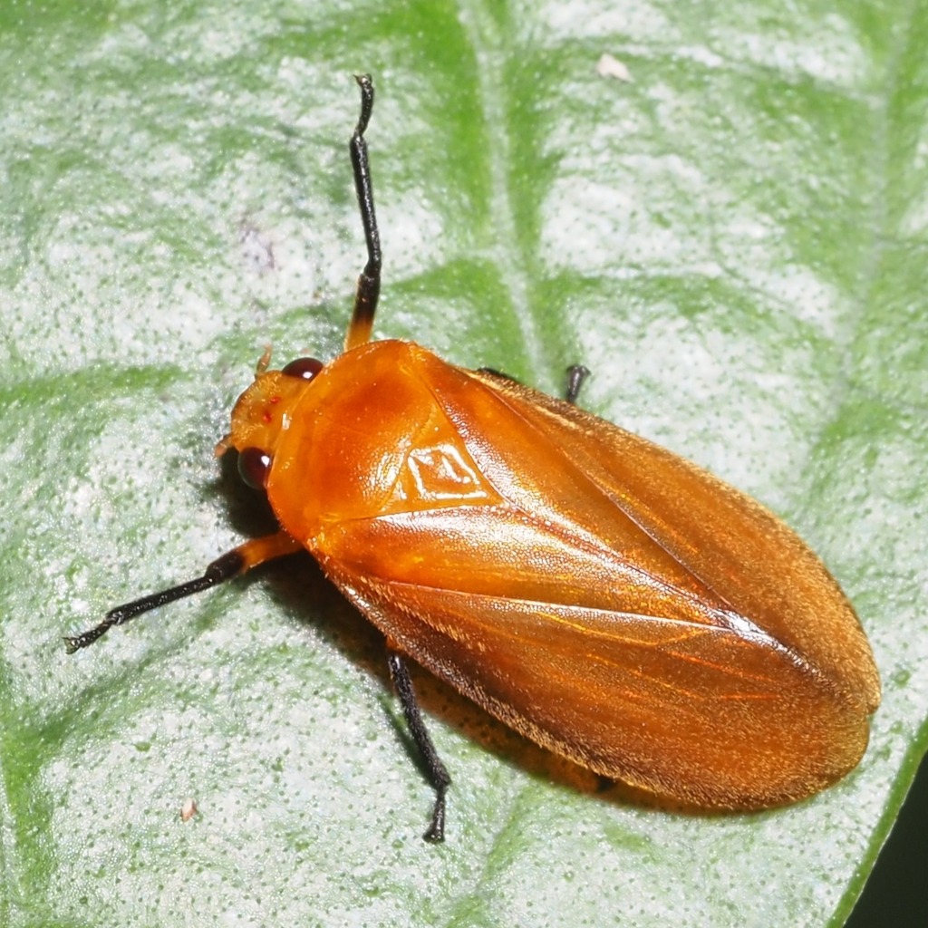Ischnorhina surinamensis