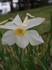 Narcissus poeticus