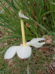 Narcissus poeticus