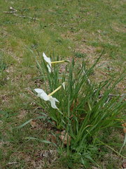Narcissus poeticus