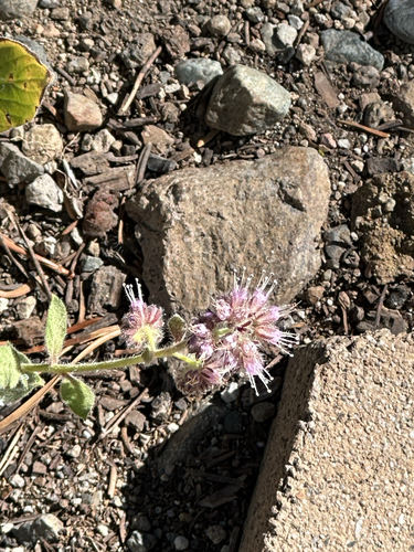 iNaturalist observation photo of Scorpionweeds