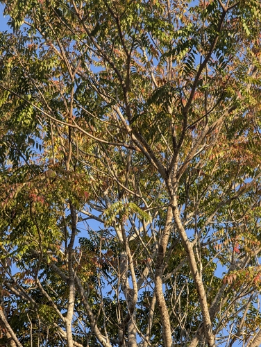 Kirkia acuminata, photograph 4