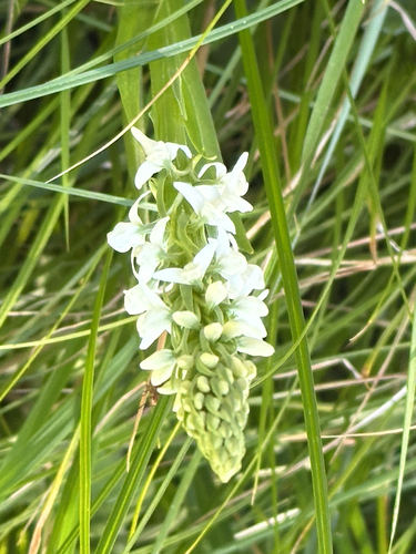 iNaturalist observation photo of white bog orchid