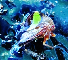 Smilia fasciata