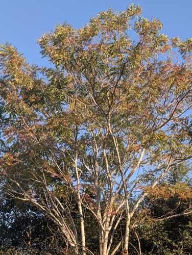 Kirkia acuminata, photograph 5