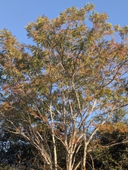 Kirkia acuminata, photograph (c) Shedron Mukhumo, some rights reserved (CC BY)