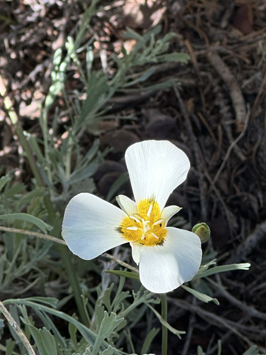 iNaturalist observation photo of Leichtlin's Mariposa Lily