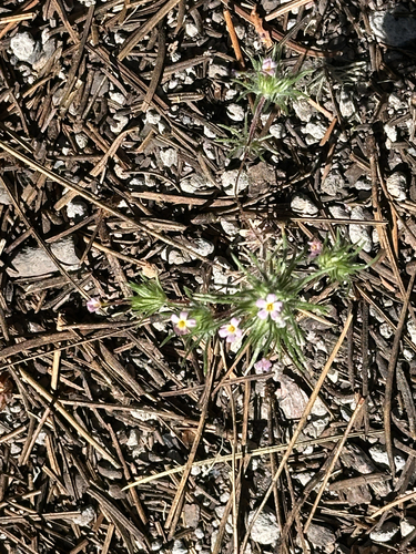 iNaturalist observation photo of Whiskerbrush