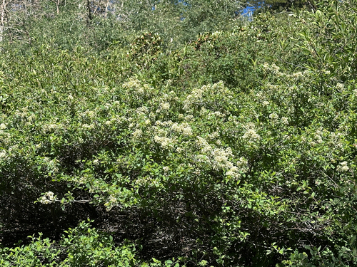 iNaturalist observation photo of mountain whitethorn