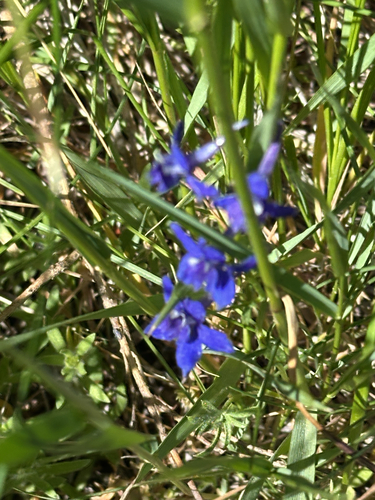 iNaturalist observation photo of larkspurs