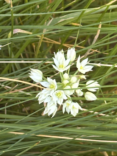 iNaturalist observation photo of aspen onion