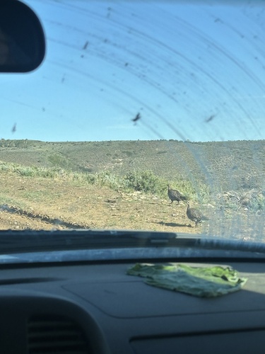 Greater Sage-Grouse