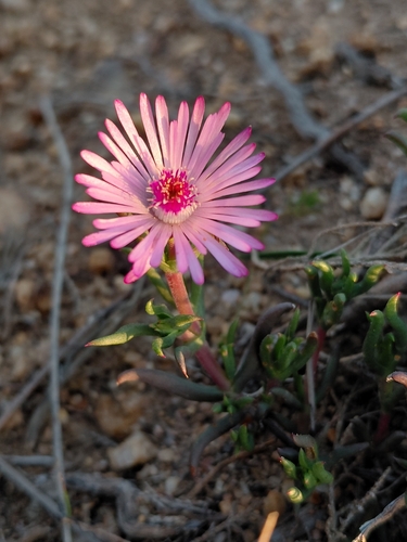 Lampranthus aduncus, photograph 3