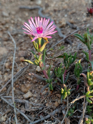 Lampranthus aduncus, photograph 4