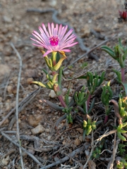 Lampranthus aduncus, photograph (c) Brian du Preez, some rights reserved (CC BY-SA)