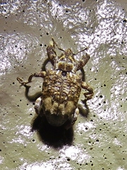 Conotrachelus albicinctus