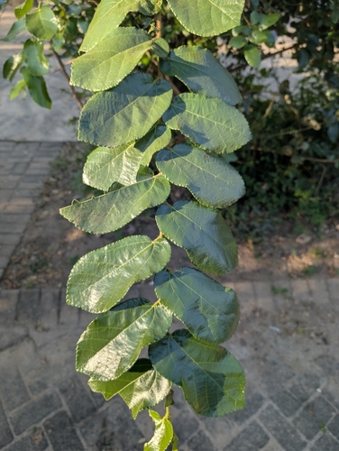 Grewia hexamita, photograph 4
