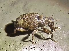 Conotrachelus albicinctus