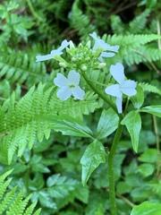 Cardamine angulata