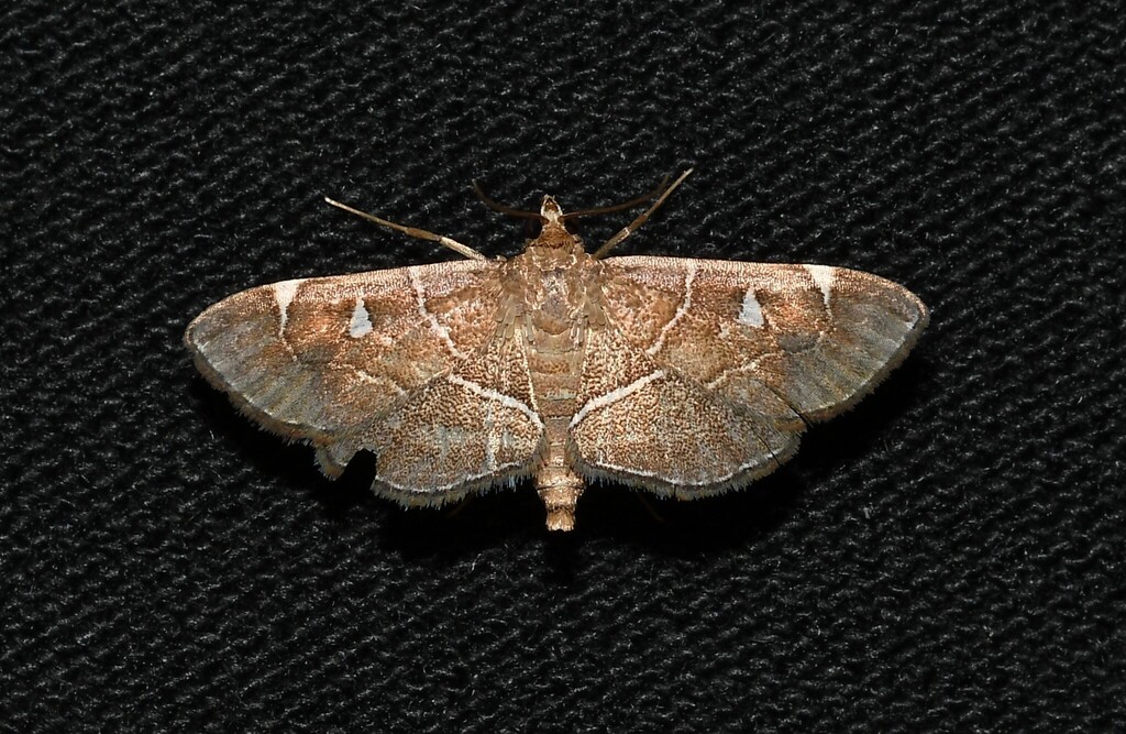 Victorian Lamplighter Moth