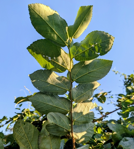 Grewia hexamita, photograph 5