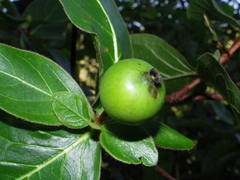 Glossostipula blepharophylla