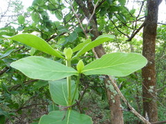 Glossostipula blepharophylla