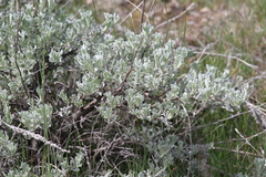 Artemisia arbuscula