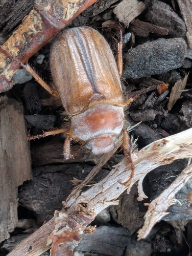 European Chafer photo 4