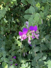 Polygala × dalmaisiana