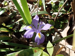 Iris verna