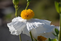 Romneya coulteri