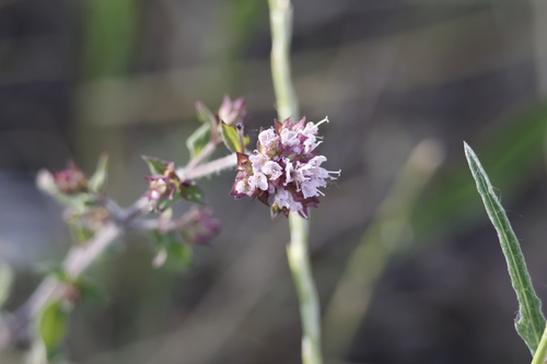 Oregano
