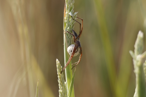 European Nursery Web spider