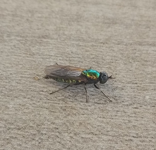 Broad Centurion Fly, Dalfsen, 7722 HA Dalfsen, Nederland, photo 10 of 10