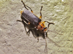 Atalantycha bilineata