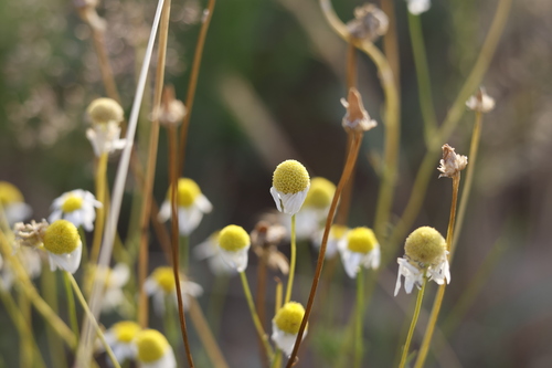 German Chamomile
