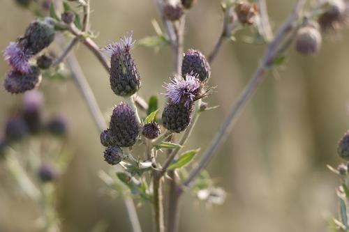 creeping thistle