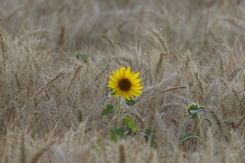 Common Sunflower