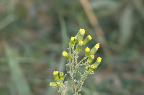 common groundsel
