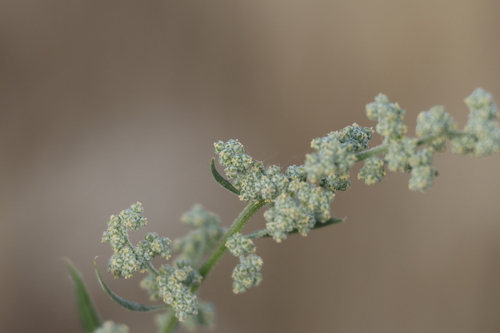 Common Lambsquarters