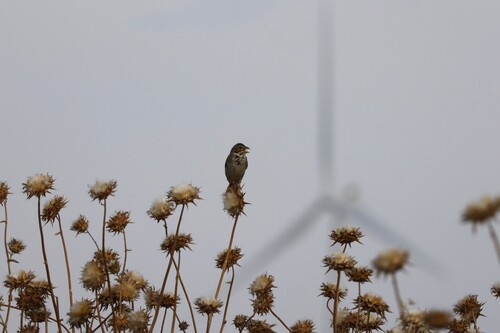 Corn Bunting
