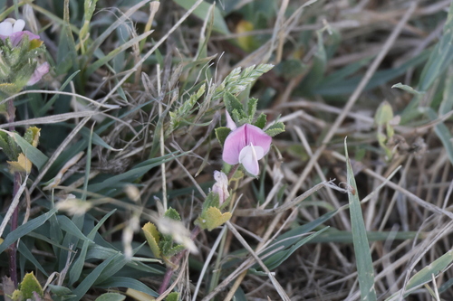 Spiny restharrow