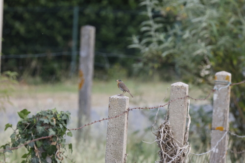 European Robin