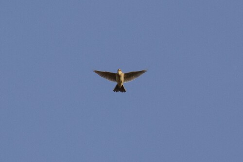 Eurasian Skylark