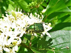 Trichiotinus lunulatus